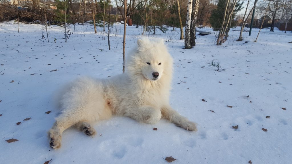 cheap samoyed